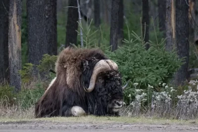 Buey significado espiritual