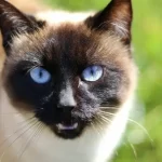 Gato Siamés: Significado Espiritual y Simbolismo