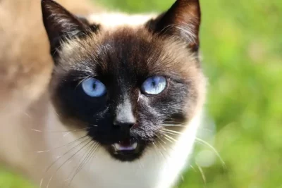 Gato Siamés significado espiritual