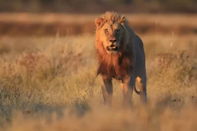 León significado espiritual