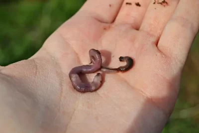 Lombriz significado espiritual