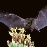 Murciélago: Significado Espiritual y Simbolismo