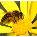 Abeja Significado Espiritual: Simbolismo en Diferentes Culturas