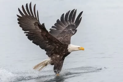 aguila significado espiritual