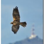 Aguilucho: Significado Espiritual y Simbolismo en Diferentes Culturas