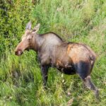 Alce Espiritual: Significado y Simbolismo