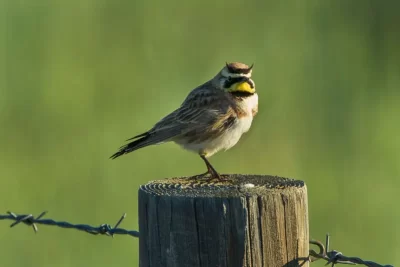alondra significado espiritual