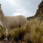 Alpaca Espiritual: Significado y Simbolismo