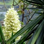 Amaranta: Significado Espiritual y Simbolismo en Diferentes Culturas