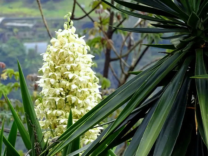 amaranta significado espiritual