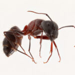 Antílope: Significado Espiritual y Simbolismo