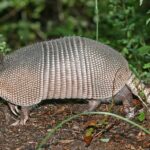 Armadillo Espiritual: Significado y Simbolismo