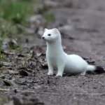 Armiño Espiritual: Significado y Simbolismo