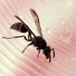 Avispa Significado Espiritual: Simbolismo en Diferentes Culturas