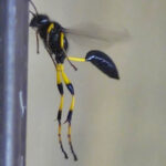 Avispa Alfarera: Significado Espiritual y Simbolismo en Diferentes Culturas