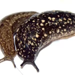 babosa significado espiritual