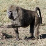 Babuino: Significado Espiritual y Simbolismo