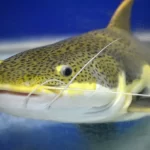 bagre significado espiritual