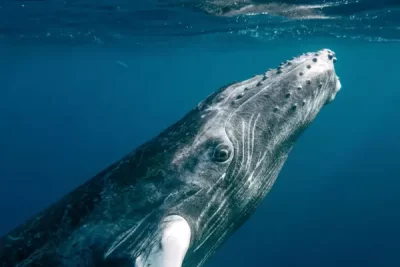 ballena significado espritual