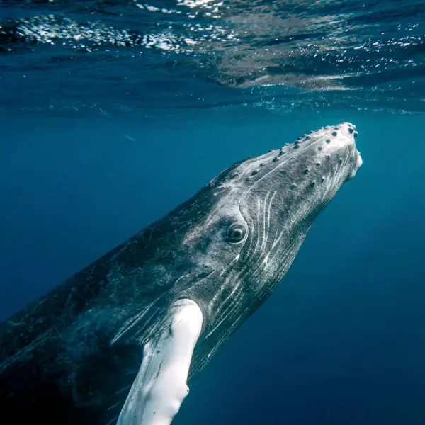 Ballena: Significado Espiritual y Simbolismo