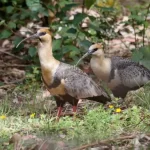 Bandurria: Significado Espiritual y Simbolismo en Diferentes Culturas