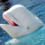 beluga significado espiritual