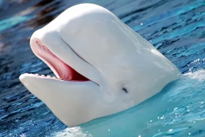 beluga significado espiritual