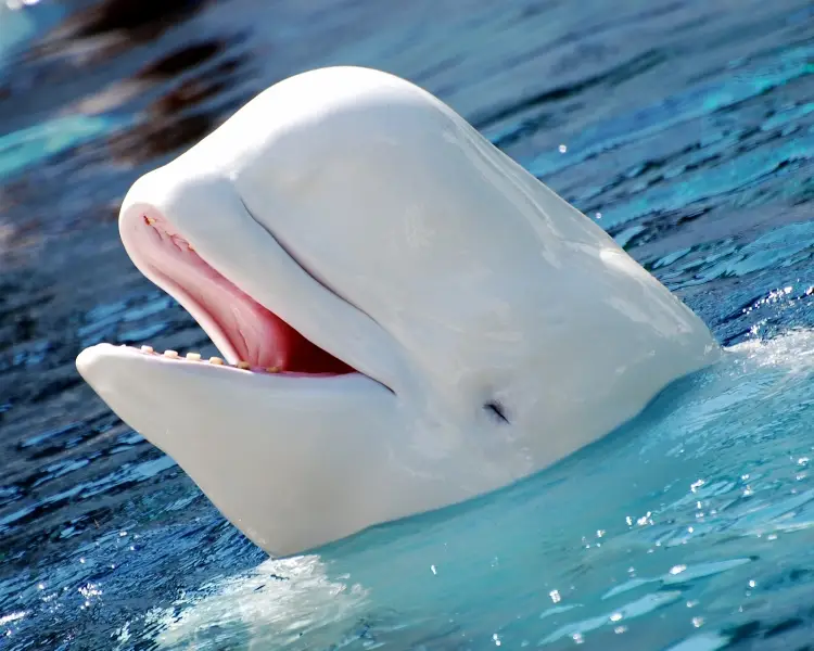 beluga significado espiritual