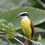 Bienteveo: Significado Espiritual y Simbolismo en Diferentes Culturas