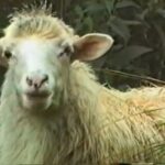 Borrego Espiritual: Significado y Simbolismo