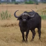Búfalo: Significado Espiritual y Simbolismo