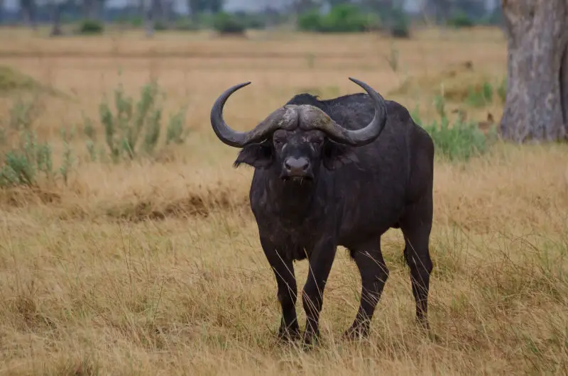 buffalo significado espiritual