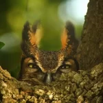 Búho Significado Espiritual: Simbolismo en Diferentes Culturas