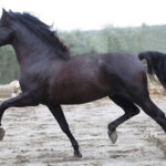 Caballo Espiritual: Significado y Simbolismo