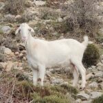 Cabra: Significado Espiritual y Simbolismo