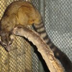 Cacomixtle: Significado Espiritual y Simbolismo