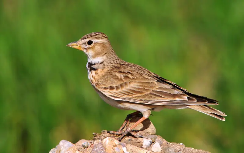 calandria significado espiritual