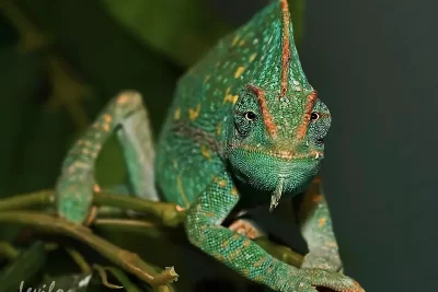 camaleon significado espiritual