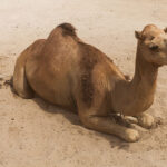 Camello Espiritual: Significado y Simbolismo