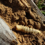 Carcoma: Significado Espiritual y Simbolismo en Diferentes Culturas