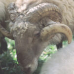 Carnero Espiritual: Significado y Simbolismo