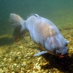 carpa significado espiritual