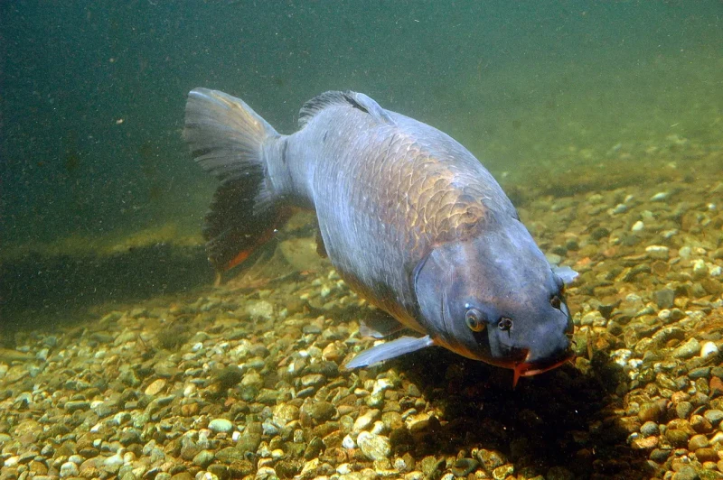 carpa significado espiritual