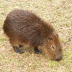 Carpincho: Significado Espiritual y Simbolismo