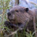 Castor Espiritual: Significado y Simbolismo