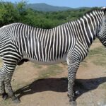 Cebra: Significado Espiritual y Simbolismo