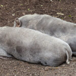 Cerdo Espiritual: Significado y Simbolismo