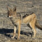 Chacal Espiritual: Significado y Simbolismo