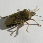 Chinche: Significado Espiritual y Simbolismo en Diferentes Culturas