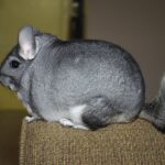 Chinchilla: Significado Espiritual y Simbolismo